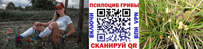 Псилоцибиновые грибы Psilocybine cubensis  Купить  Белёв 